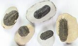 Lot: Assorted Devonian Trilobites - Pieces #76968-3